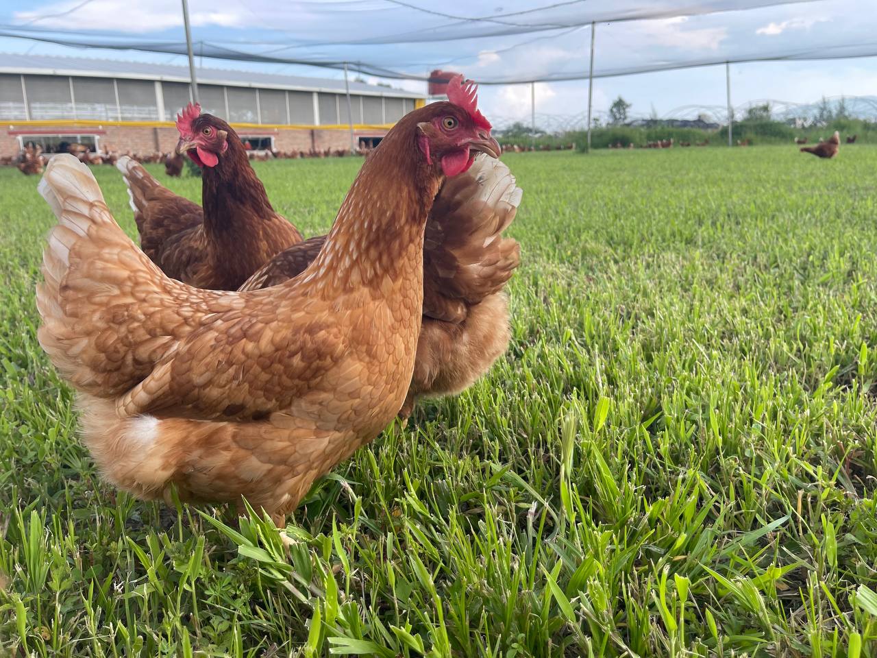 GALLINAS AMELIA PASTIZAL