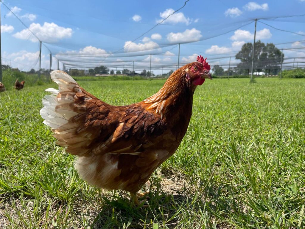 GALLINA AMELIA EN PASTIZAL1